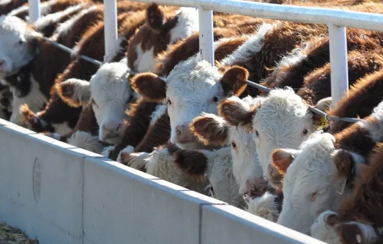 La FCA-UNC tendrá un feedlot experimental en su campo escuela